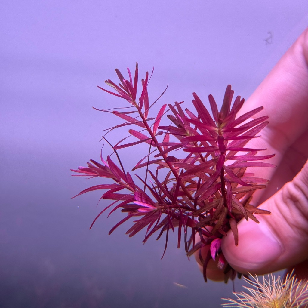 Rotala Rotundifolia Reddish โรทาล่า เรดดิช