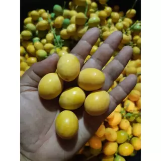 เมล็ดผักหวานป่า ขายเป็นซองละ 10เมล็ด 29 บาท พร้อมปลูก เมล็ดใหม่ปีนี้ เมล็ดหายาก ผักหวานป่าสีทอง