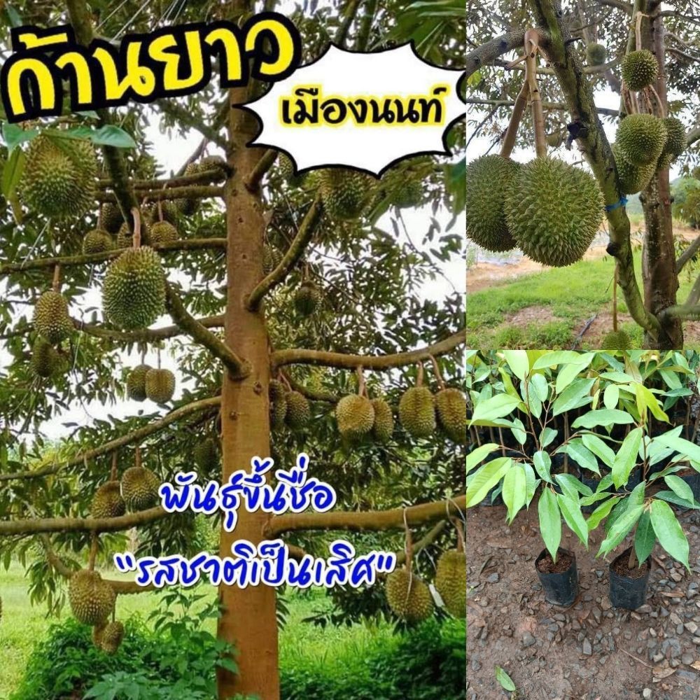 ทุเรียนก้านยาวเมืองนนท์ เนื้อเนียน หอมน้อย ขนาด 40 เซนติเมตร ต้นเสียบยอด ชุดละ 2 ต้น