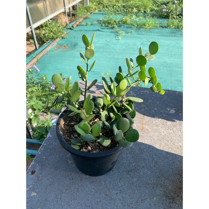 ต้น Silver Dollar Vine (Xerosicyos Danguyi) เหรียญเงิน ขนาดกระถาง 6 “