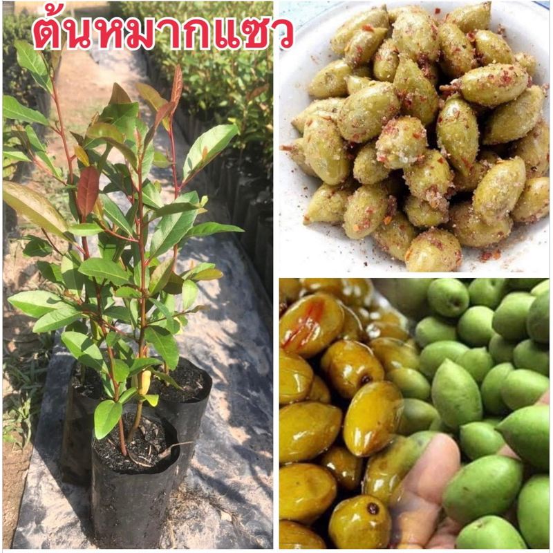 ต้นมะกอกน้ำหรือหมากแซว  4ต้น80.พร้อมส่งค่ะ