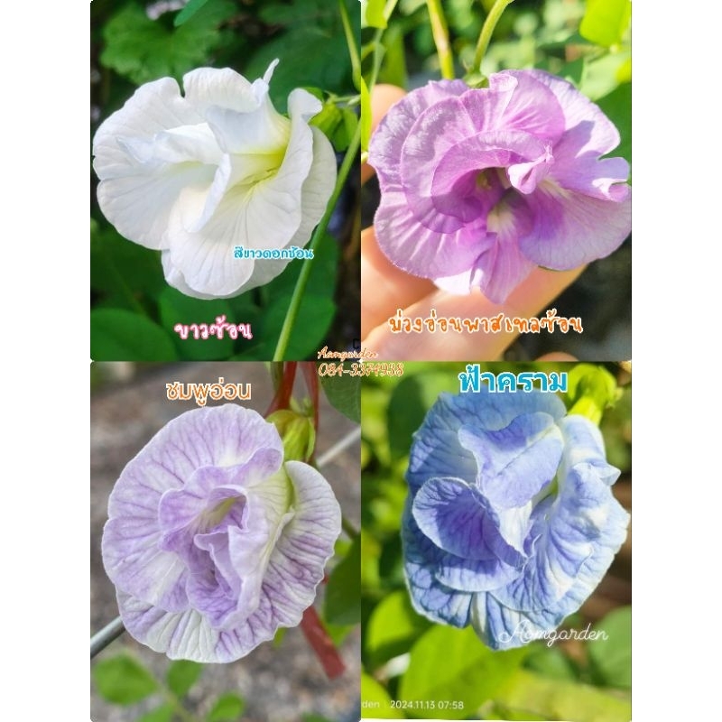 ต้นอัญชัน 4สี ชมพูอ่อน ขาว ม่วงพาสเทล ฟ้าคราม