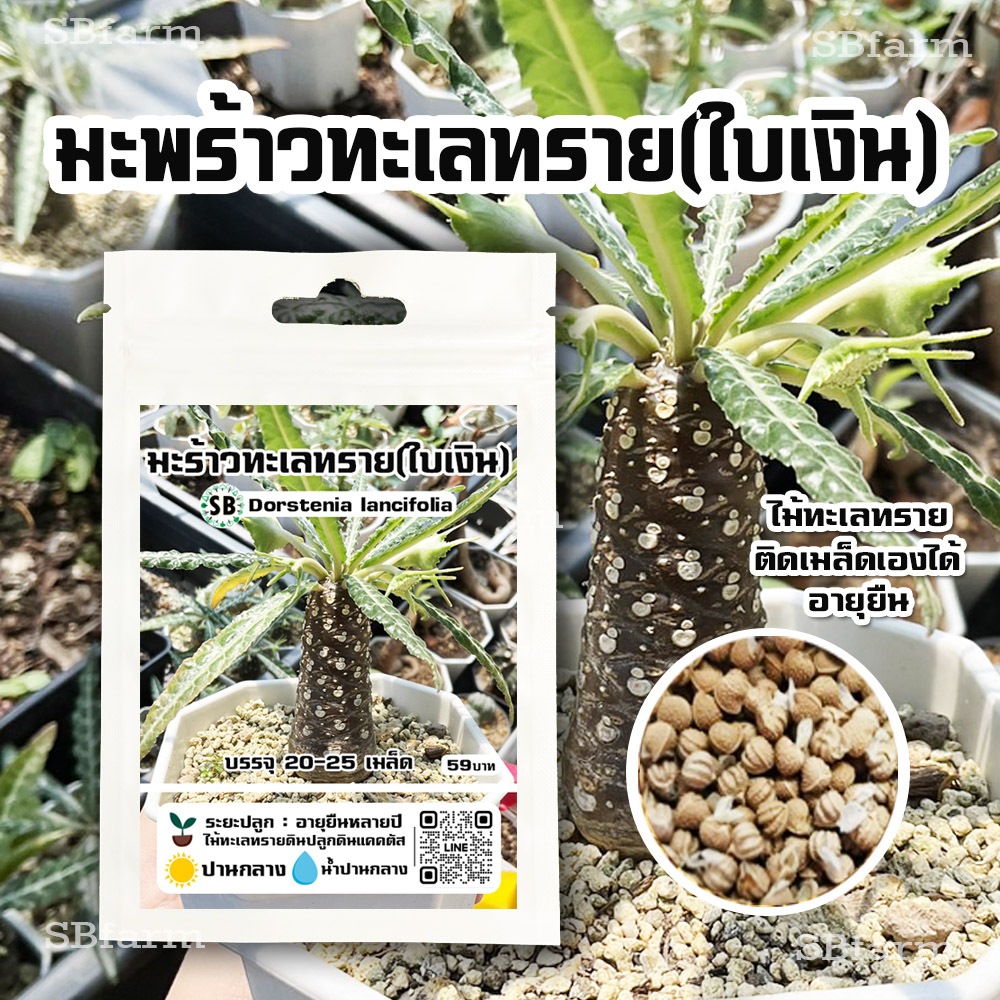 เมล็ดมะพร้าวทะเลทราย(ใบเงิน) - Dorstenia lancifolia [20-25เมล็ด/ซอง] ***เมล็ดเก็บใหม่ทุกเดือน***