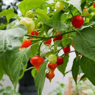 Biquinho Pepper เมล็ดพันธุ์พริกไบควินโฮสีแดง 20เมล็ด