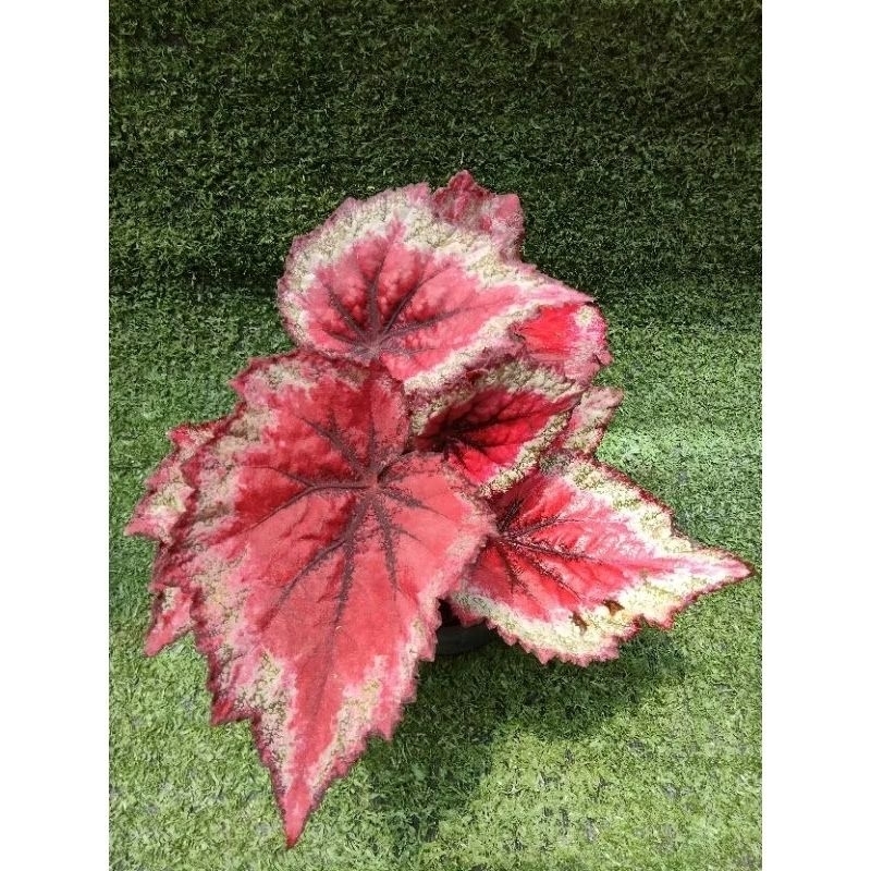 ต้นบีโกเนีย Rex "Harmony's Gift Wrap" [Begonia  Rex "Harmony's Gift Wrap"] ในกระถาง3"