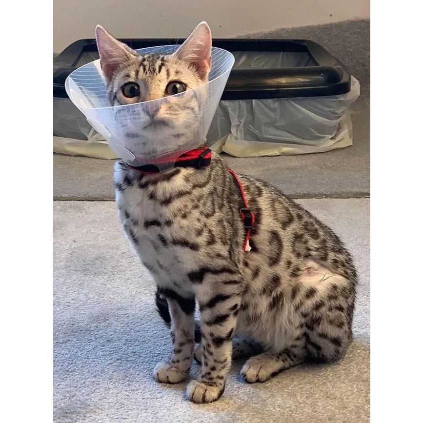 คอลล่าแบบใส YLS121-YLS124