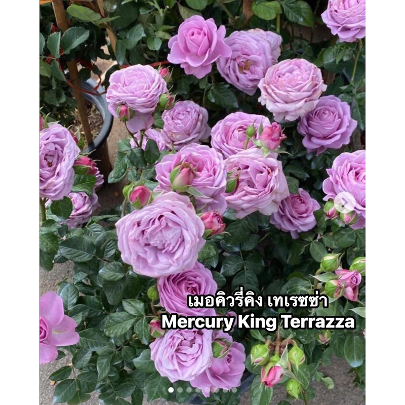 กุหลาบ-เมอคิวรี่คิง เทอเรซซ่า ”Mercury King Terrazza“  พุ่มเตี้ย สีม่วง ดอกดก เป็นช่อ เลี้ยงง่าย