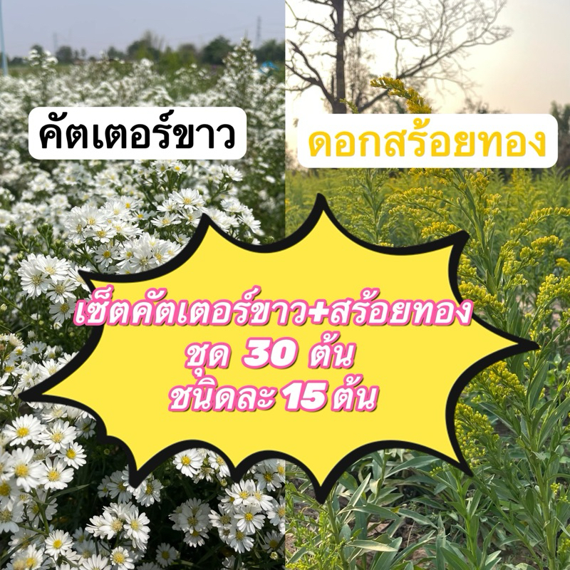 เซ็ตคัตเตอร์ขาว+สร้อยทอง ชุด 30 ต้น