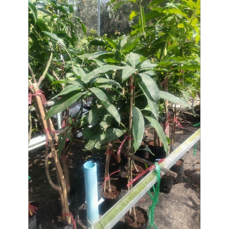 มะม่วงแรดชุดละ2ต้น กิ่งทาบ สูง80 ซม. - รูปที่ 4