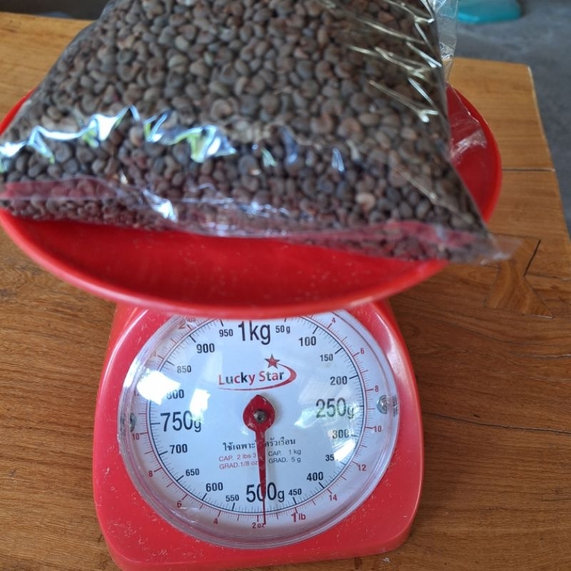เมล็ดกระเจี๊ยบแดงพันธุ์ซูดานอัตราการสูงมากถึง90เปอร์เซ็น ขนาดบรรจุ500กรัม - รูปที่ 2