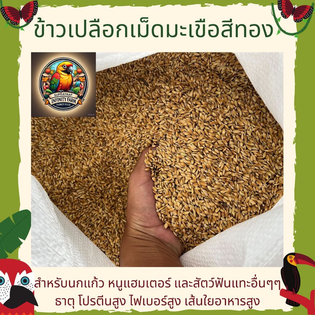 ข้าวเปลือกเม็ดมะเขือ ข้าวเปลือกเม็ดสั้น อาหารนกแก้ว หนูแฮมสเตอร์ ไก่ชน ไก่แจ้ (แบ่งขาย 500G / 1KG)