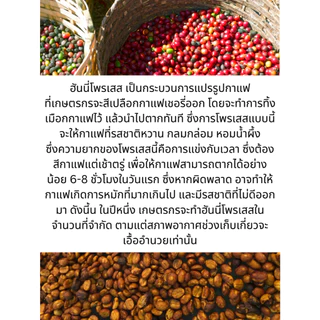 เมล็ดกาแฟคั่วอ่อน สวนยาหลวง Light Roast 200g | Suanyaluang Single Origin Coffee Beans | 93 Degrees
