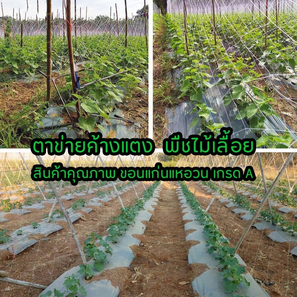 างปลูกผัก ค้างผัก 2*100m ตาข่ายปลูกผัก โครงไม้เลื้อย ค้างไม้เลื้อย ตะข่ายไนลอน ต้นไม้เลื้อย ตาข่ายปลูกแตง อวนแตง กวา - รูปที่ 2
