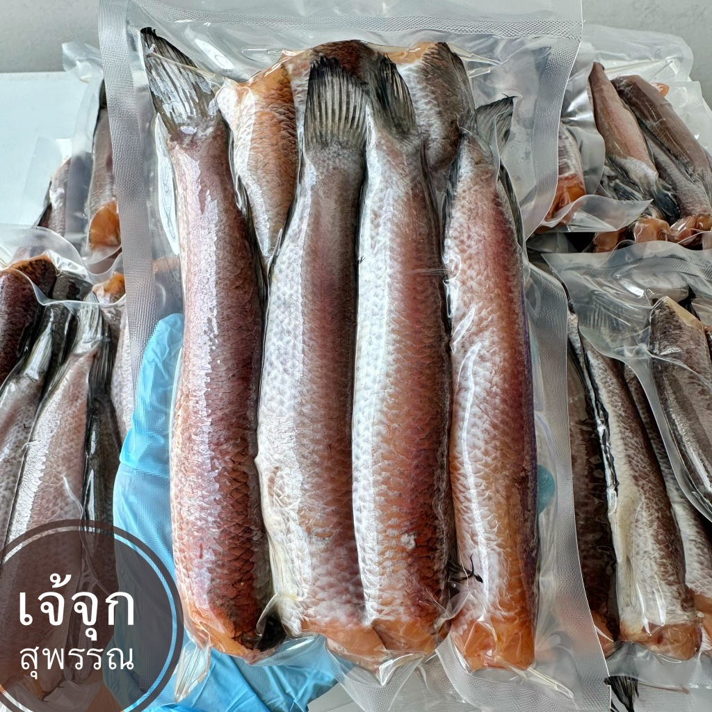 ปลาช่อนนาไซส์เล็ก แพค 500 กรัม มีน้อยรีบสั่งจ้า