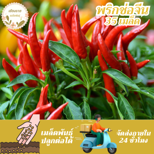 เมล็ดพันธุ์ พริกช่อจีน 35 เมล็ด Thee Cherry Pepper Seed เมล็ดพันธุ์แท้ 100% นำเข้าจากต่างประเทศ ปลูกผัก สวนครัว ราคาถูก – โปรปัง