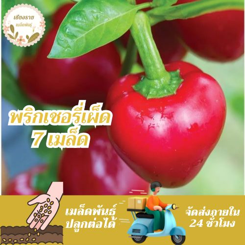 เมล็ดพันธุ์ พริกเชอรี่เผ็ด 7 เมล็ด Red Hot Cherry Pepper Seed เมล็ดพันธุ์แท้100% นำเข้าจากต่างประเทศ ปลูกผัก สวนครัว