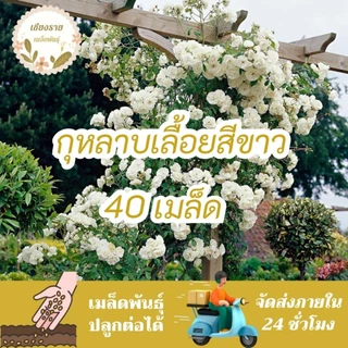 ชุดรวมเมล็ดพันธุ์ ดอกกุหลาบเลื้อย เมล็ดพันธุ์แท้ นำเข้าจากต่างประเทศ สายพันธุ์แท้OP นำเมล็ดรุ่นต่อไปปลูกต่อได้
