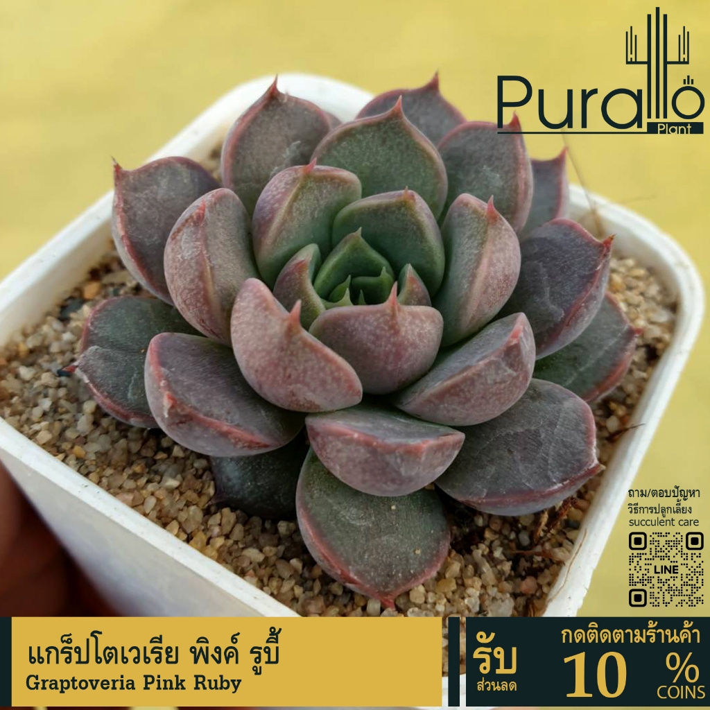 ต้นไม้อวบน้ำ กุหลาบหิน แกร็ปโตเวเรีย พิงค์ รูบี้ Graptoveria Pink Ruby #เมล็ดพันธุ์ไม้