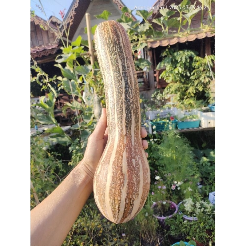 เมล็ดฟักทองเงือกสองใจ เงือก2ใจ และอีกหลายสายพันธุ์