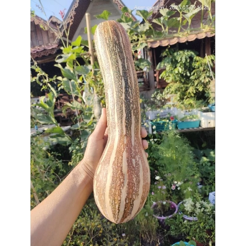 เมล็ดฟักทองเงือกสองใจ เงือก2ใจ และอีกหลายสายพันธุ์