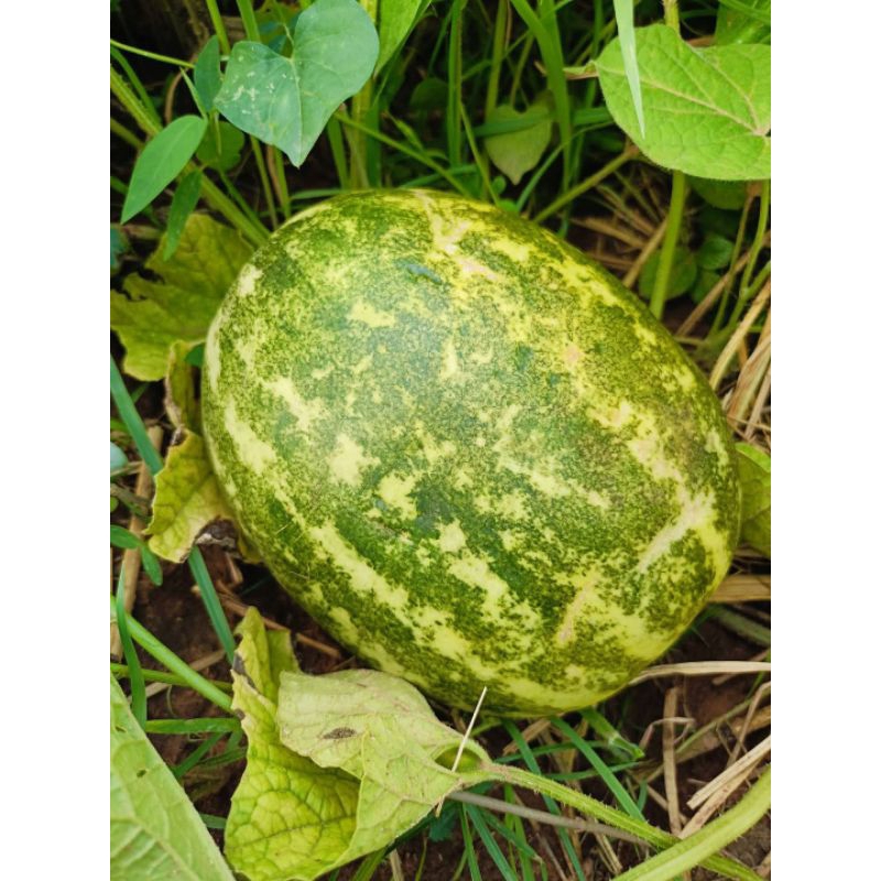 เมล็ดพันธุ์แตงไทยเขียว 50 เมล็ด - รูปที่ 2