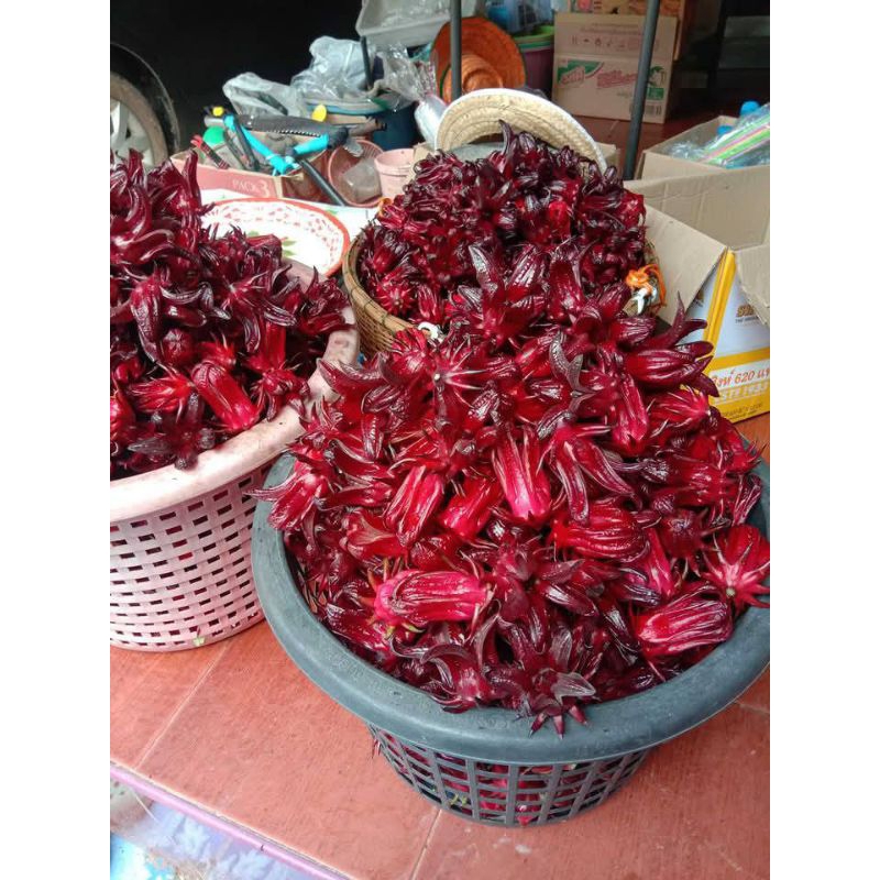 ุเมล็ดพันธุ์กระเจี๊ยบแดงจัมโบ้กำแพงแสน 300 เมล็ด 29 บาทซื้อ 2 แถม 1 ซอง
