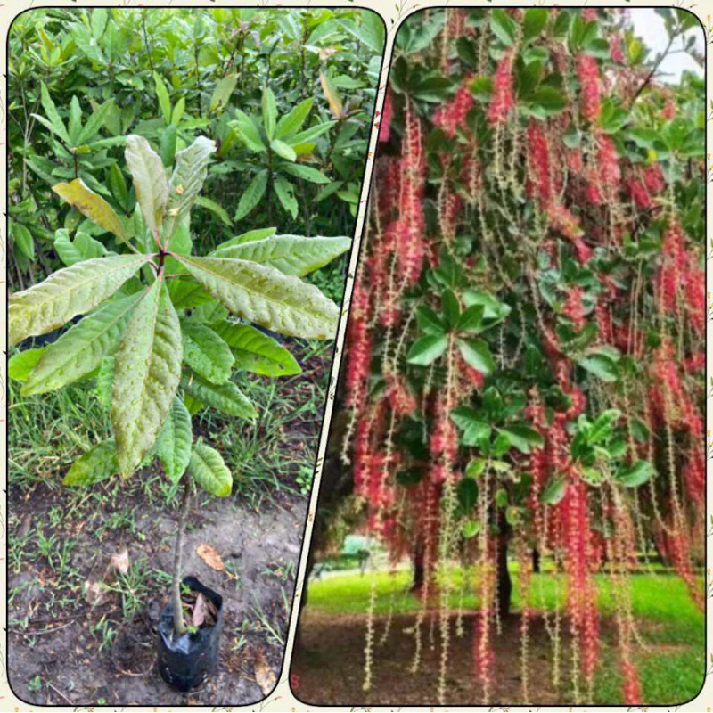 ต้นจิกน้ำ ต้นกระโดนน้ำ ไม้ประดับให้ร่มเงา (สูง 60-80cm)