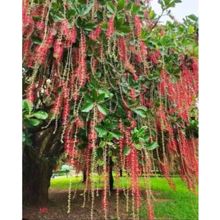 ต้นจิกน้ำ ต้นกระโดนน้ำ ไม้ประดับให้ร่มเงา (สูง 60-80cm)