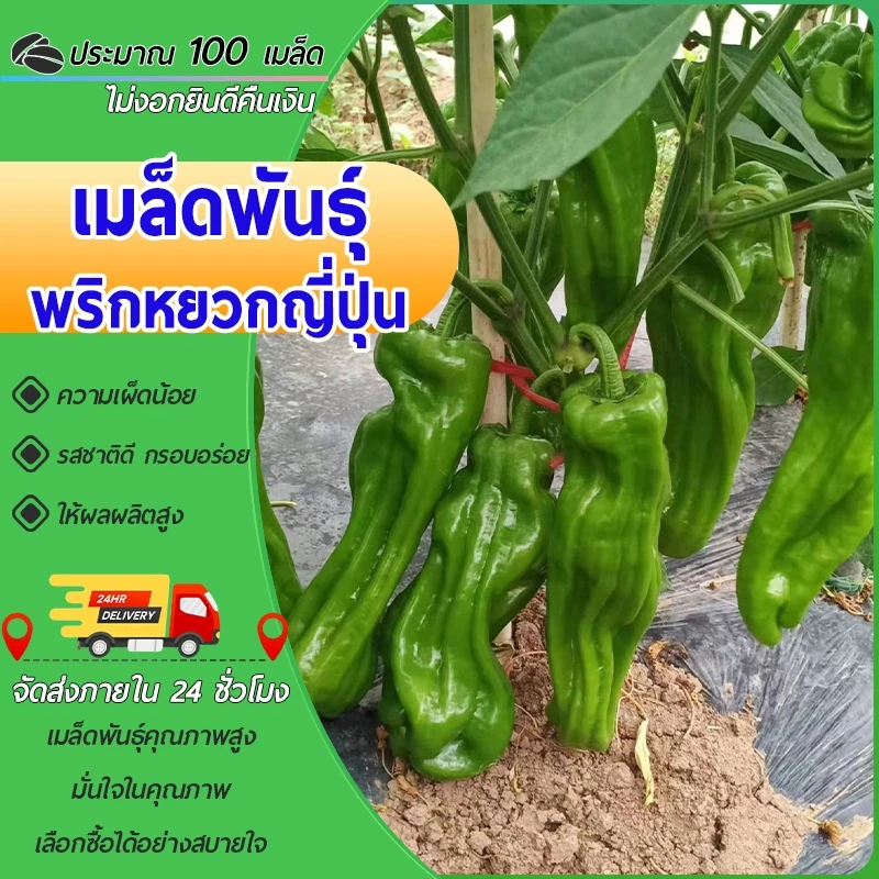 100 เมล็ด เมล็ดพันธุ์พริกหยวกญี่ปุ่น เมล็ดพริกหยวก เมล็ดพริกเปลือกบาง งอกง่าย โตไว ผลดกมาก