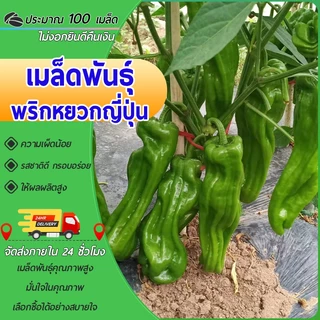 100 เมล็ด เมล็ดพันธุ์พริกหยวกญี่ปุ่น เมล็ดพริกหยวก เมล็ดพริกเปลือกบาง งอกง่าย โตไว ผลดกมาก