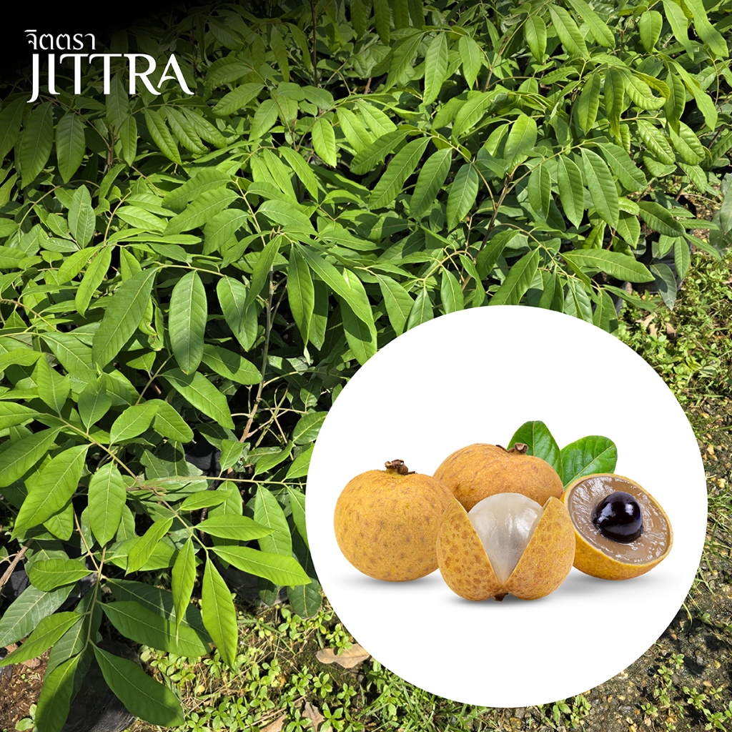 จิตตรา ต้นพันธุ์ลำไยอีดอ เสียบยอดสูง 50-70 ซม. โตไวให้ผลเร็ว พร้อมส่ง เคลมฟรี ต้นพันธุ์ผลไม้ต้นเตี้ย