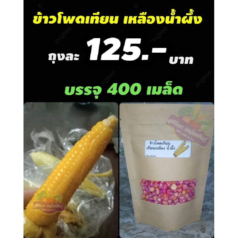 เมล็ดพันธุ์ ข้าวโพดเทียนเหลืองน้ำผึ้ง 400 เมล็ด