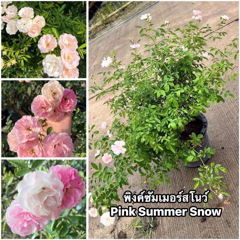กุหลาบเลื้อย-พิงค์ซัมเมอร์สโนว์ Pink Summer Snow (กระถาง 12 นิ้ว)  สีขาว-สีชมพู หนามน้อย ดอกเยอะ เลี้ยงง่าย