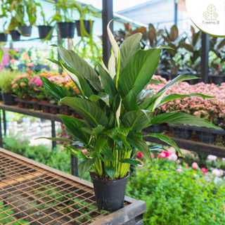 Treeno.9 T63 เดหลี (Peace Lily)กระถาง 4.5 นิ้ว สูง 30-60 ซม.…