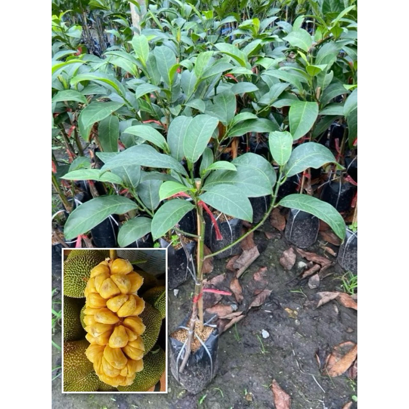 จำปาดะ ขนุนจำปาดะ ต้นพันธุ์ทาบกิ่ง ให้ผลไว (สูง 60-80cm) แข็งแรงพร้อมปลูก รับประกันพันธุ์แท้ 100%