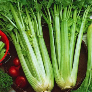 เมล็ดพันธุ์ คื่นฉ่ายยักษ์ คื่นฉ่ายฝรั่ง เซเลอรี่ 150เมล็ด Celery Utah Seedเมล็ดพันธุ์แท้100%นำเข้าจากต่างประเทศ ปลูกผัก