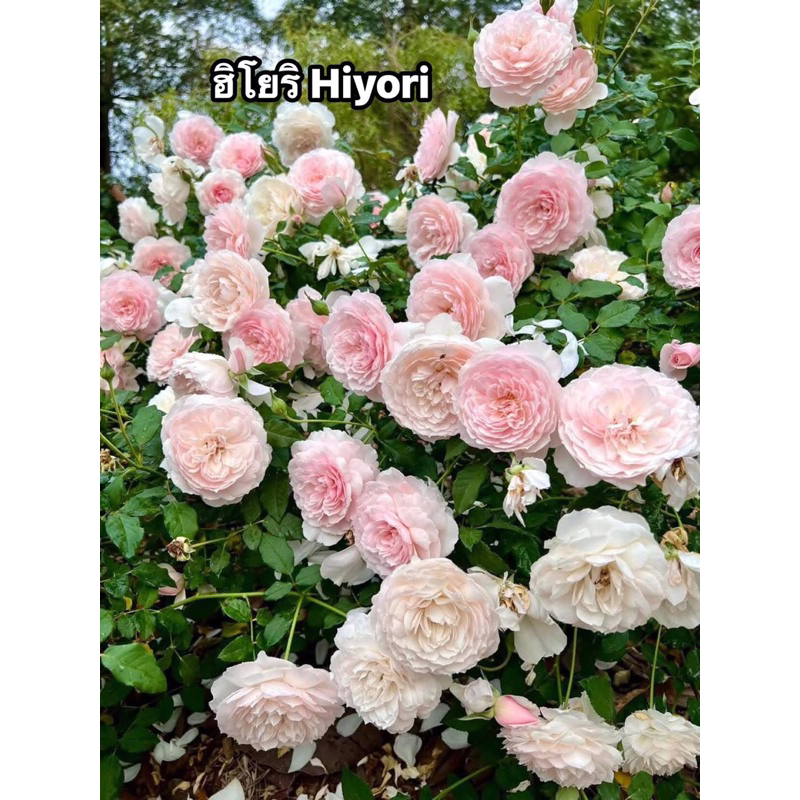 กุหลาบ-ฮิโยริ ”Hiyori“  ดอกสีชมพูขอบขาว-ขาวอมชมพู
