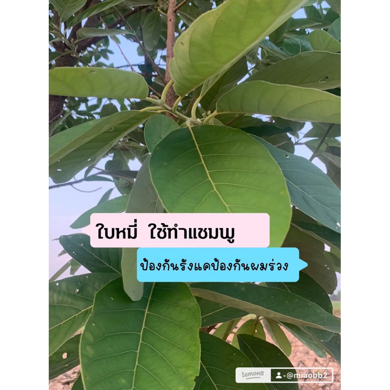 ใบหมี่สด เก็บสดทุก ออเดอร์ ออแกนิค 100% พร้อมส่ง เก็บสดใหม่ทุกออเดอร์คะ