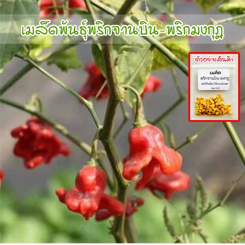 เมล็ดพันธุ์ พริกจานบิน-พริกมงกุฎ Bishop Crown Pepper งอกดี ปลูกง่าย 8-20 เมล็ด [ซื้อ 10 แถม 1 คละได้]