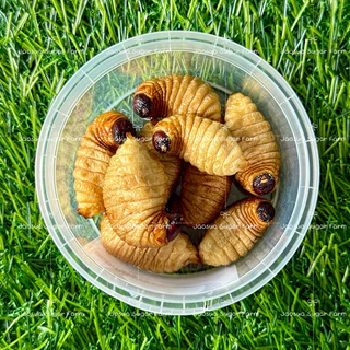 🥥🐛 ดวงสาคู หนอนแว๊กซ์ ด้วงมะพร้าว หนอนด้วง ฟรีซดราย ด้วงอบแห้ง สำหรับสัตว์เลี้ยง ชูการ์ กระรอก แฮมสเตอร์ บุชเบบี้