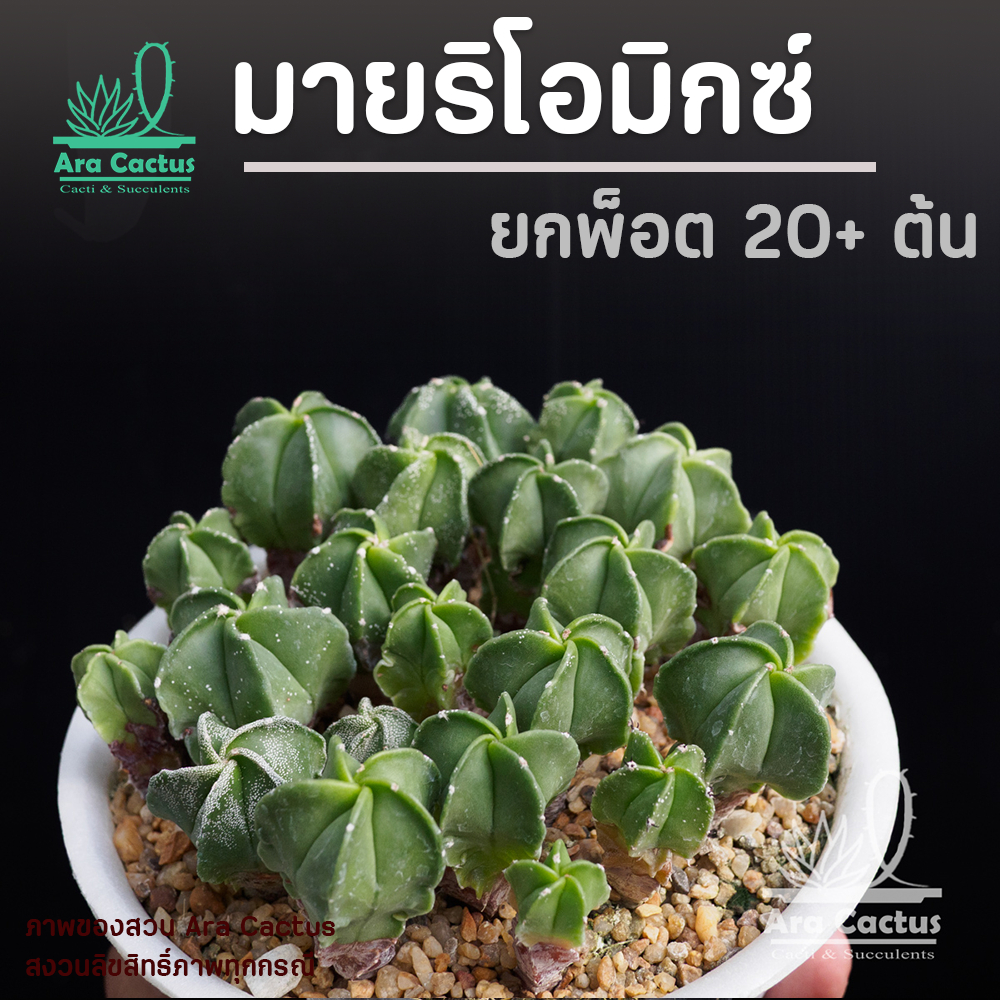 ยกถาด !! แอสโตรมายริโอ 20++ ต้น Astrophytum myriostigma ยกถาดโฟม แคคตัส กระบองเพชร ต้นไม้ประดับ อวบน้ำ แคนตัส