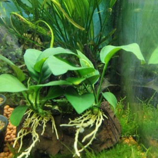 อนูเบียส ต้นไม้น้ำติดขอนไม้ขนาดกลาง(2-4นิ้ว) ต้นไม้ใหม่เข้าม…