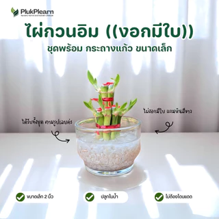 ไผ่กวนอิม ไม้มงคล พร้อมกระถาง ((รุ่นมีใบ ปลูกในน้ำ)) ขนาดเล็ก 2 นิ้ว ต้นไม้วางบนโต๊ะทำงาน ต้นไม้มงคล
