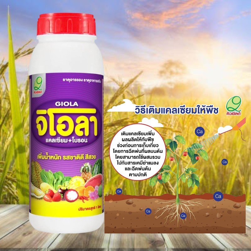 จิโอล่า ขนาด 1 ลิตร ธาตุอาหารเสริม พืชติดดอกดีดอกสมบูรณ์ รักษาอาการขาดแคลเซียมและโบรอน