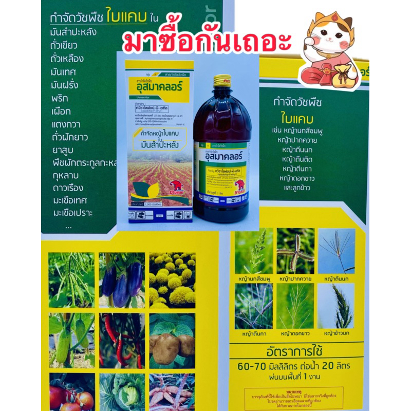 ควิซาโลฟอป(อุสมาคลอร์) ฆ่าหญ้าใบแคบ สามารถฉีดทับพืชประธานใบกว้างได้ บรรจุ1ลิตร/ขวด