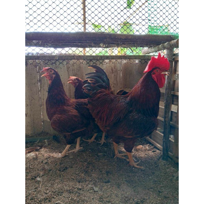 ไข่เชื้อไก่พันธุ์ไข่โรส สายพันธุ์ออสเตเรีย