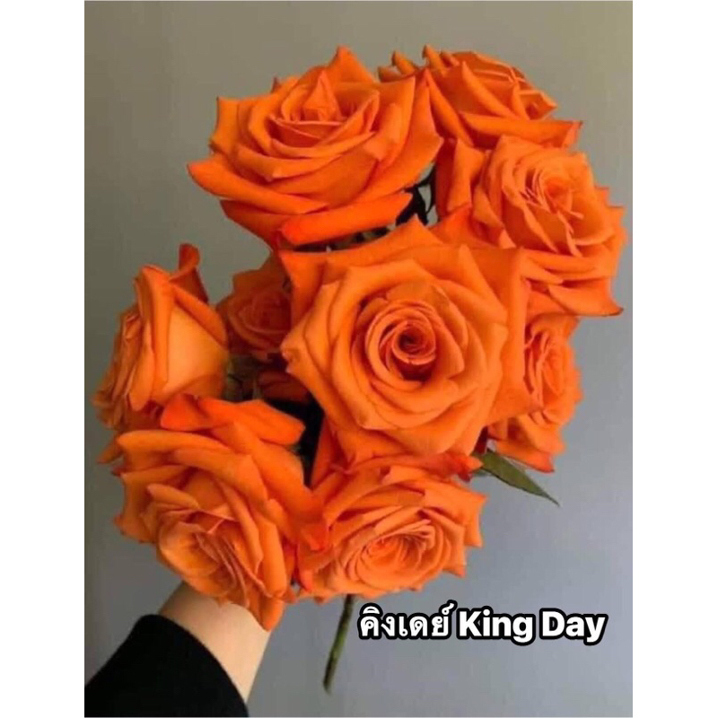 กุหลาบ-คิงเดย์ ”King Day“  สีส้มสด ดอกใหญ่ บานทน