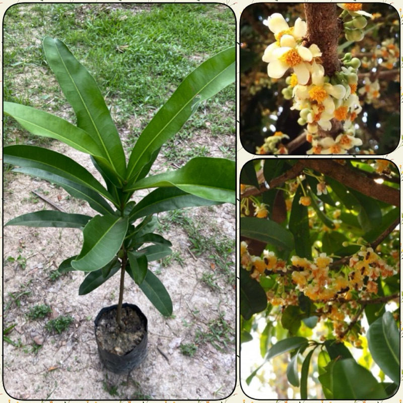 ต้นสารภี ไม้ดอกหอม ดอกดกสวยมาก (สูง 30-50cm)