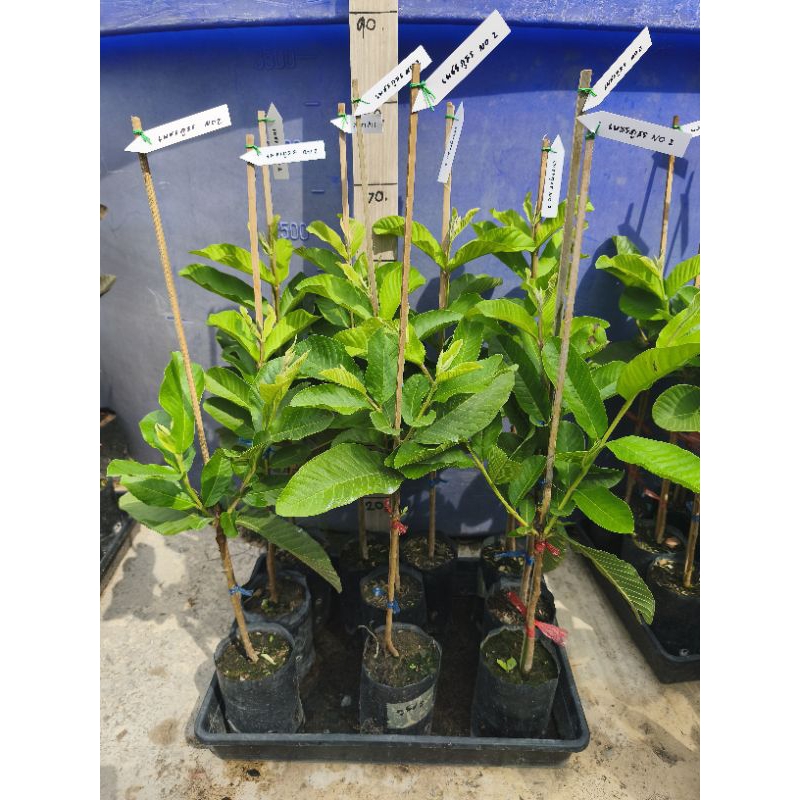 เพชรภูธรno2 ฝรั่งไส้แดง