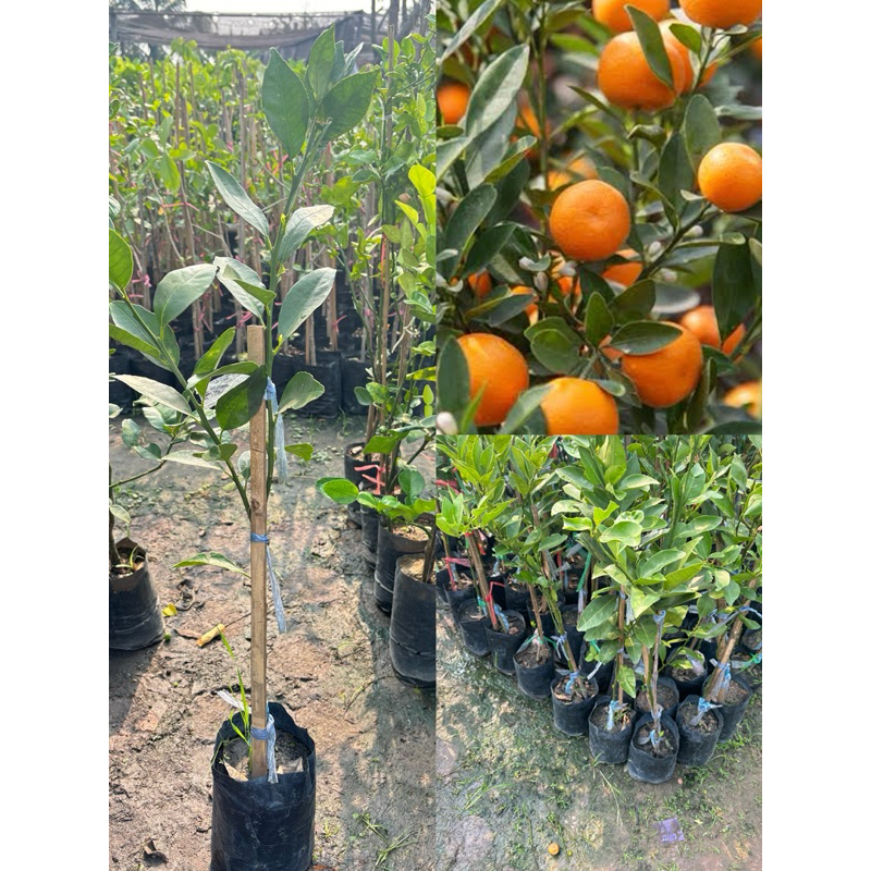 ต้นส้มจีนไร้เมล็ด กิ่งเสียบยอด 1-2ปีติดผล ขนาดต้น 60-70 ซม. ต้นเตี้ย ปลูกง่าย